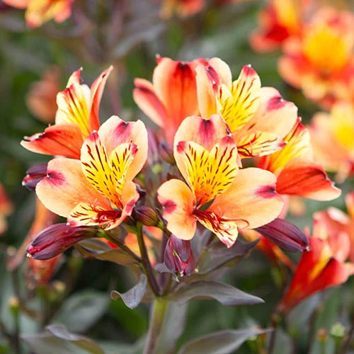Hardy Alstroemeria 'Indian Summer' - Image 4