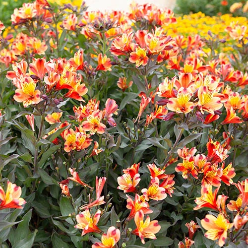Hardy Alstroemeria 'Indian Summer' - Image 5