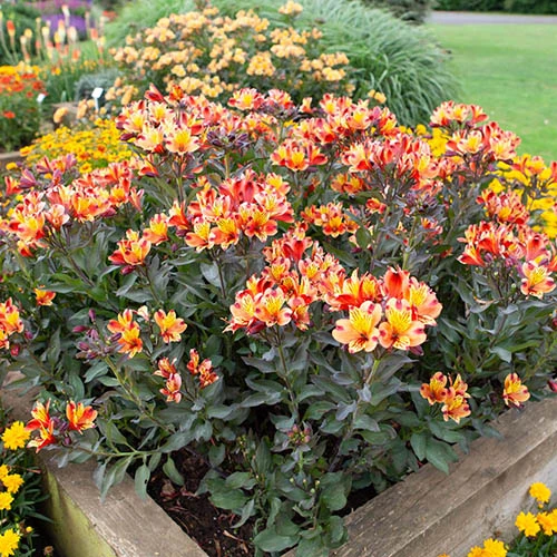 Hardy Alstroemeria 'Indian Summer' - Image 6