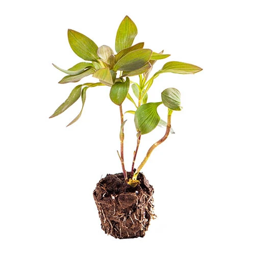 Hardy Alstroemeria 'Indian Summer' - Image 7