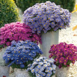 Aster Dumosus 'Autumn Jewels'