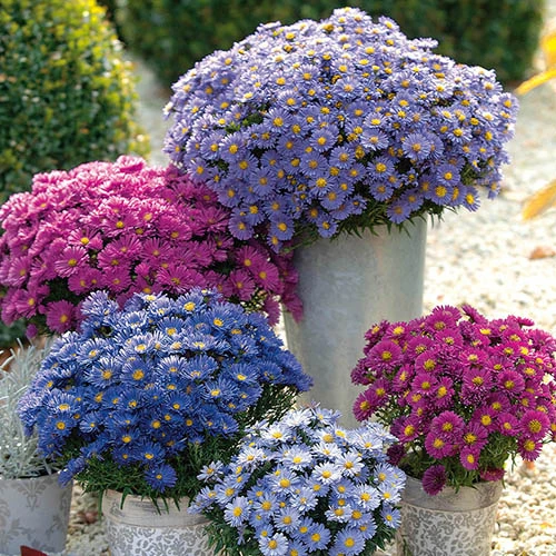 Aster Dumosus 'Autumn Jewels'