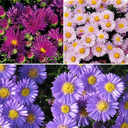 Aster Dumosus 'Autumn Jewels' - Image 2