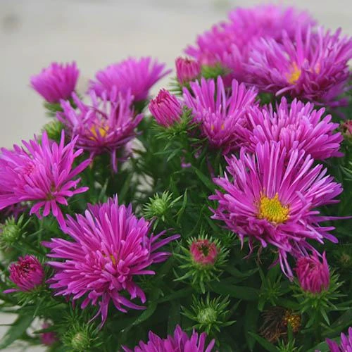 Aster Dumosus 'Autumn Jewels' - Image 3