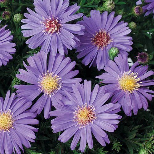 Aster Dumosus 'Autumn Jewels' - Image 4