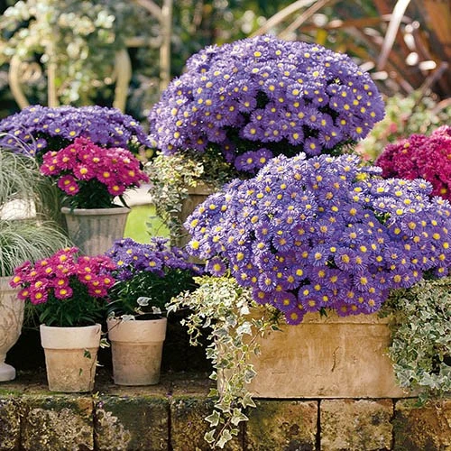 Aster Dumosus 'Autumn Jewels' - Image 7