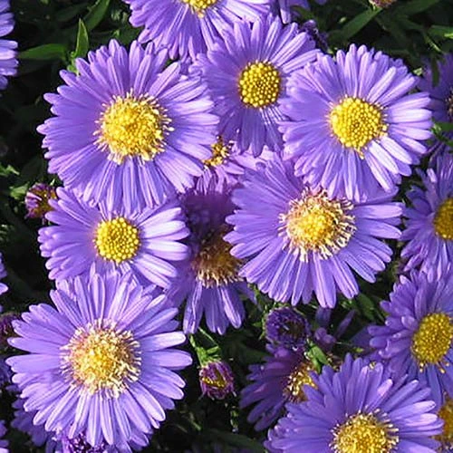 Aster Dumosus 'Autumn Jewels' - Image 8