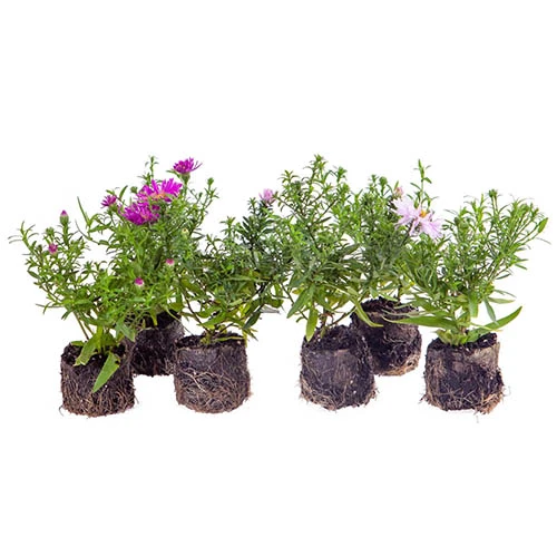 Aster Dumosus 'Autumn Jewels' - Image 9