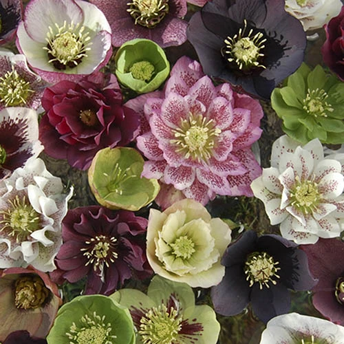 Hellebore 'Double Queen' Mix - Image 3