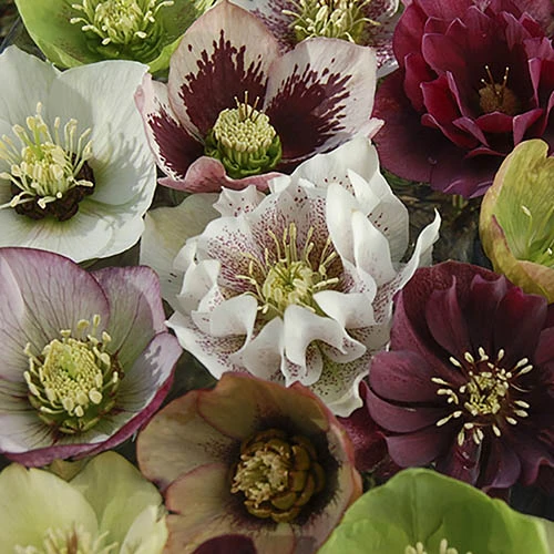 Hellebore 'Double Queen' Mix - Image 4