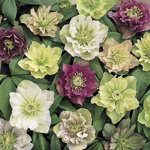 Hellebore 'Double Queen' Mix - Image 5