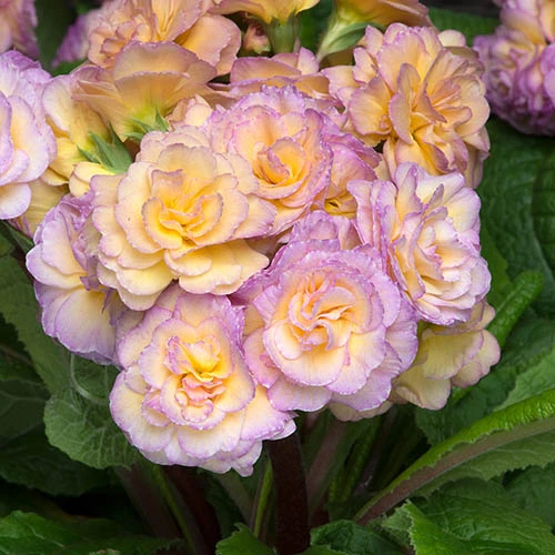 Primula 'Pretty Polly Blushing Peach'