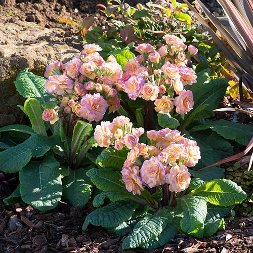 Primula 'Pretty Polly Blushing Peach' - Image 2