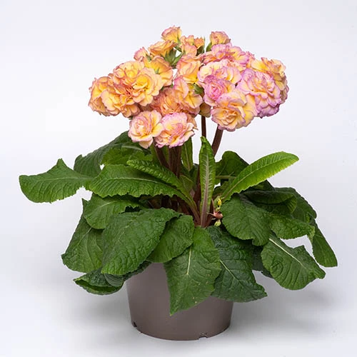 Primula 'Pretty Polly Blushing Peach' - Image 3