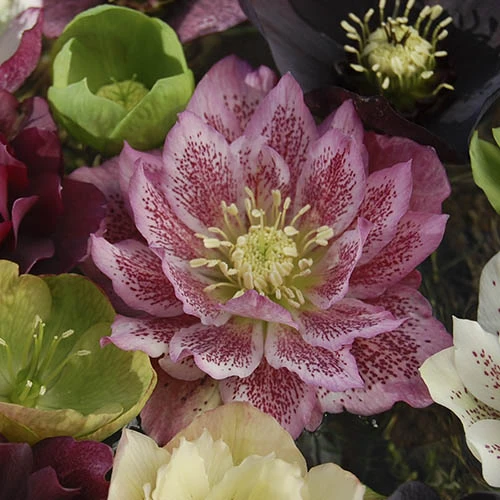 Hellebore 'Hybridisers Mix' - Image 2