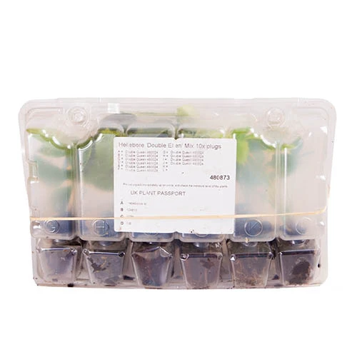 Hellebore 'Hybridisers Mix' - Image 7