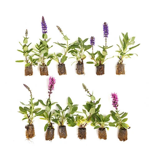 Salvia Nemorosa Midnight Mix - Image 4