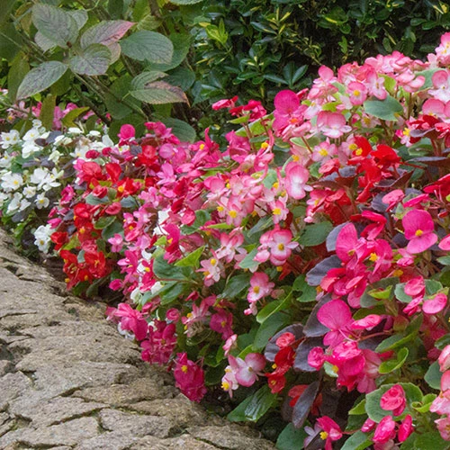 Begonia Sahara - Image 2