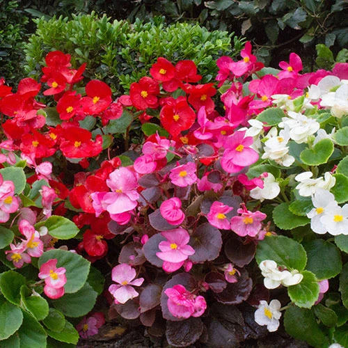 Begonia Sahara - Image 3