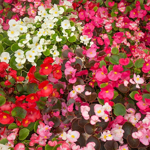 Begonia Sahara - Image 4