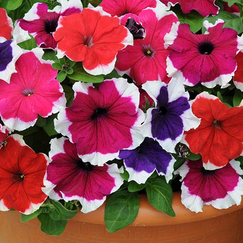 Petunia Express Ice - Image 2