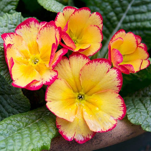 Primrose Scentsation 'Rhubarb & Custard'