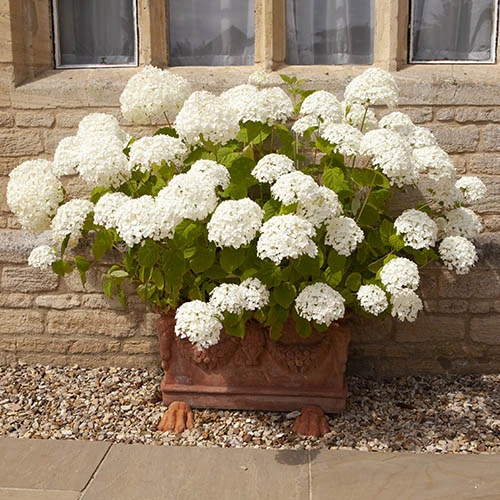 Tree Hydrangea 'Incrediball' - Image 2