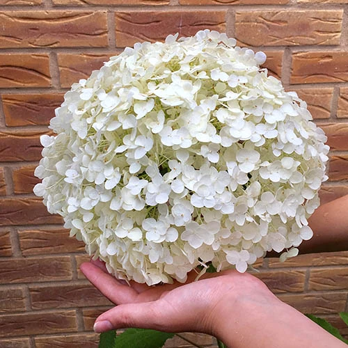 Tree Hydrangea 'Incrediball' - Image 3