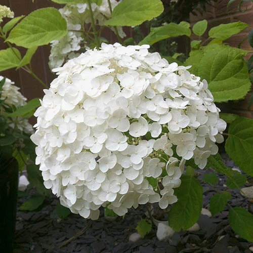 Tree Hydrangea 'Incrediball' - Image 5