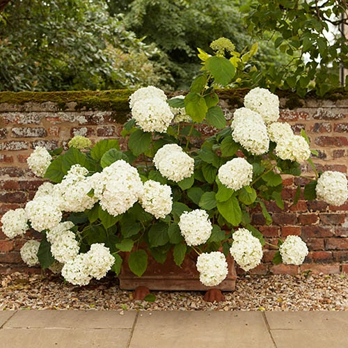 Tree Hydrangea 'Incrediball' - Image 6