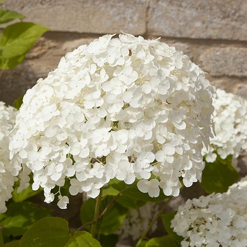 Tree Hydrangea 'Incrediball' - Image 8