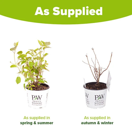 Tree Hydrangea 'Incrediball' - Image 9