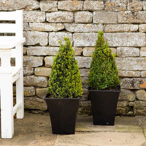 Pair Of Buxus Box Pyramids - Image 2