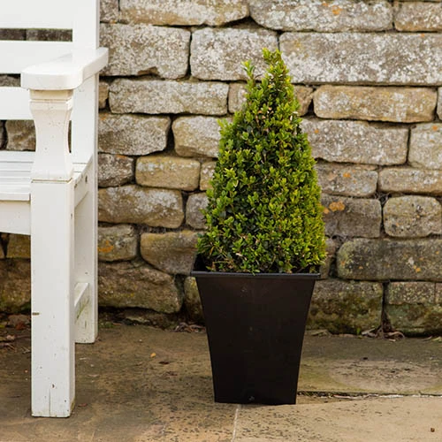 Pair Of Buxus Box Pyramids - Image 4