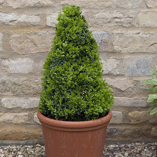 Pair Of Buxus Box Pyramids - Image 5