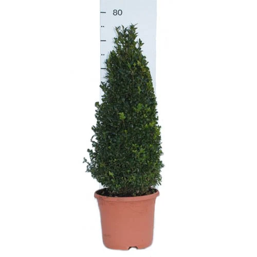 Pair Of Buxus Box Pyramids - Image 6