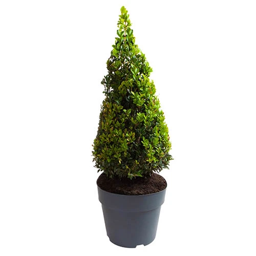 Pair Of Buxus Box Pyramids - Image 8