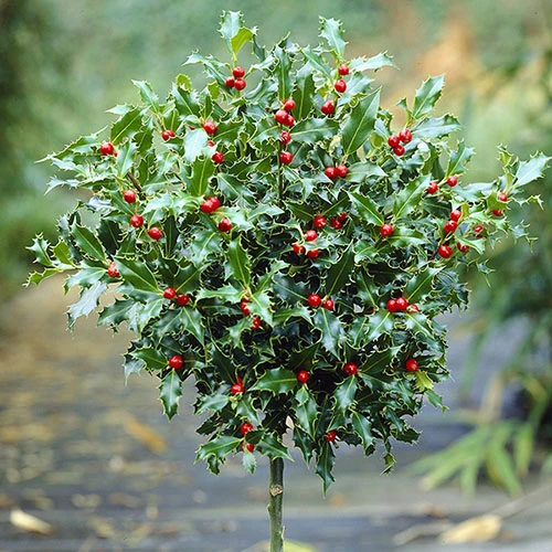 Holly Ilex X Meserveae 'Blue Maid' Standard - Image 2