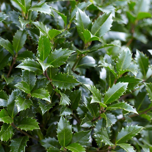 Holly Ilex X Meserveae 'Blue Maid' Standard - Image 4