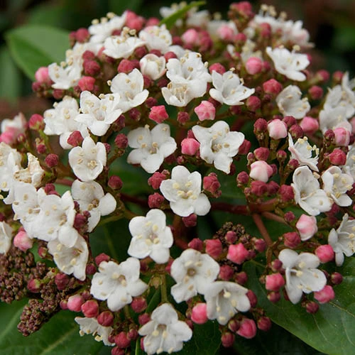 Viburnum Tinus Standard - Image 2