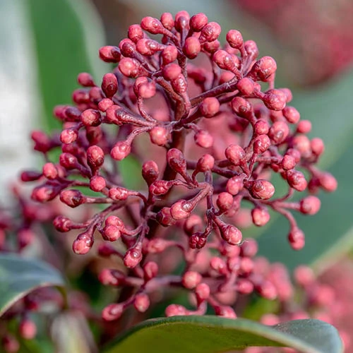 Viburnum Tinus Standard - Image 3