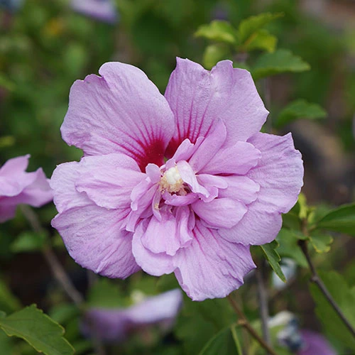 Hibiscus 'Chiffon Lavender' - Image 2