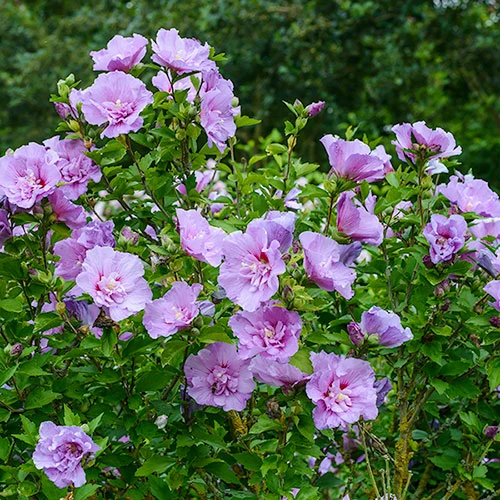 Hibiscus 'Chiffon Lavender' - Image 3