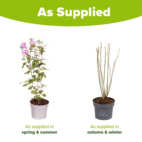 Hibiscus 'Chiffon Lavender' - Image 4