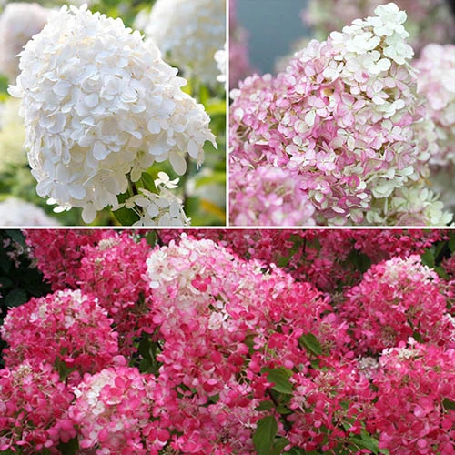Hydrangea Paniculata Collection