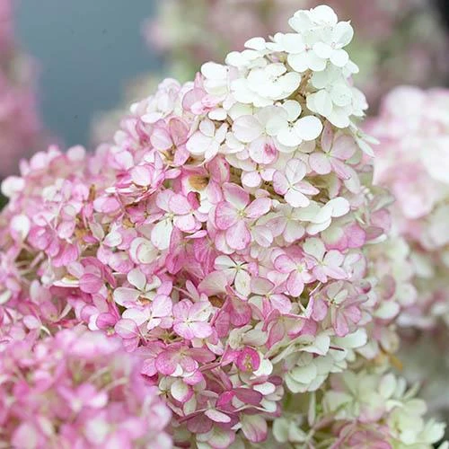 Hydrangea Paniculata Collection - Image 3