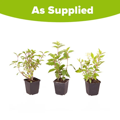 Hydrangea Paniculata Collection - Image 5