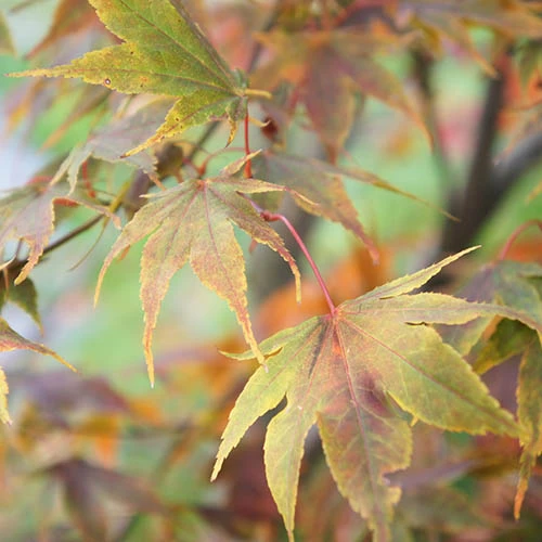 Acer Palmatum 'Katsura' - Image 3