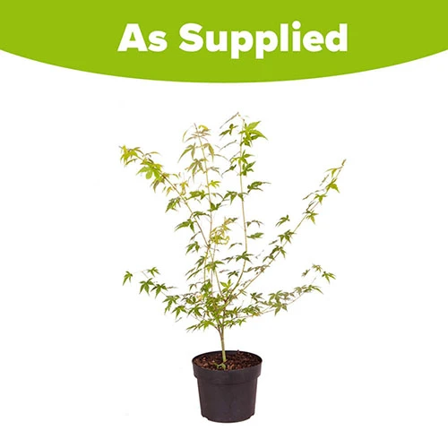 Acer Palmatum 'Katsura' - Image 4