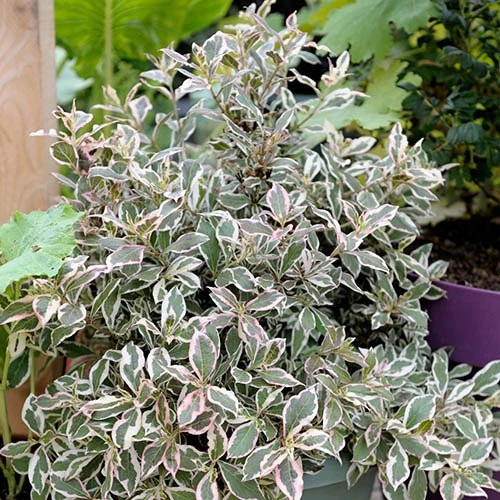 Weigela Florida 'Monet' - Image 2